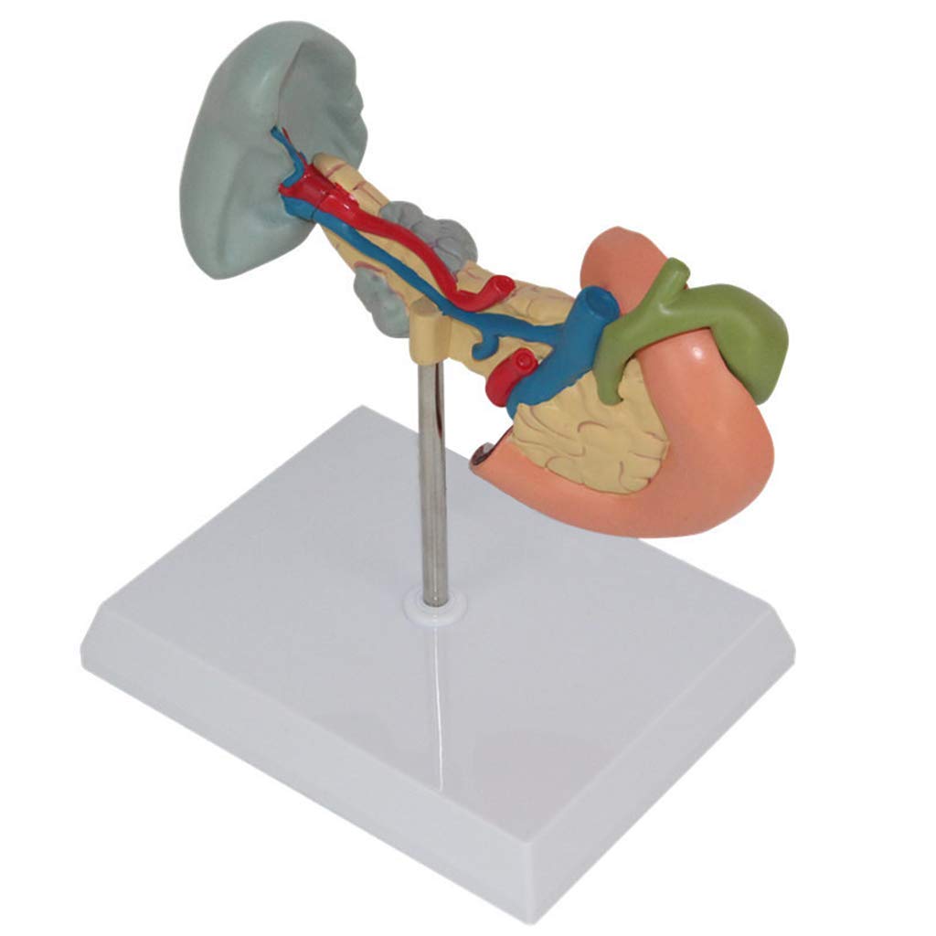 Modello Umano anatomico scientifico - Modello patologico della milza, del Pancreas e del duodeno, Materiale in PVC Modello del fegato Dipartimento digestivo per ausili didattici, Materiale di