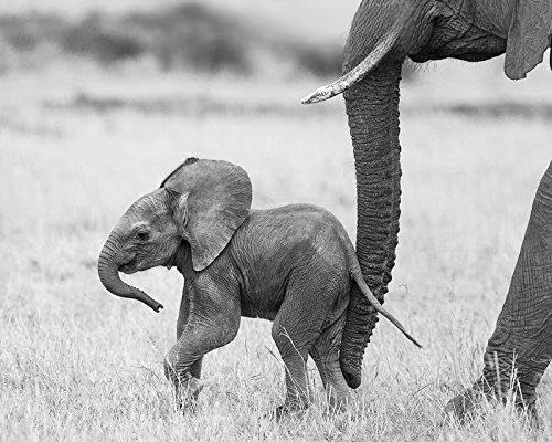 Safari Baby Animal Photo Set (Black and White, 11 x 14)