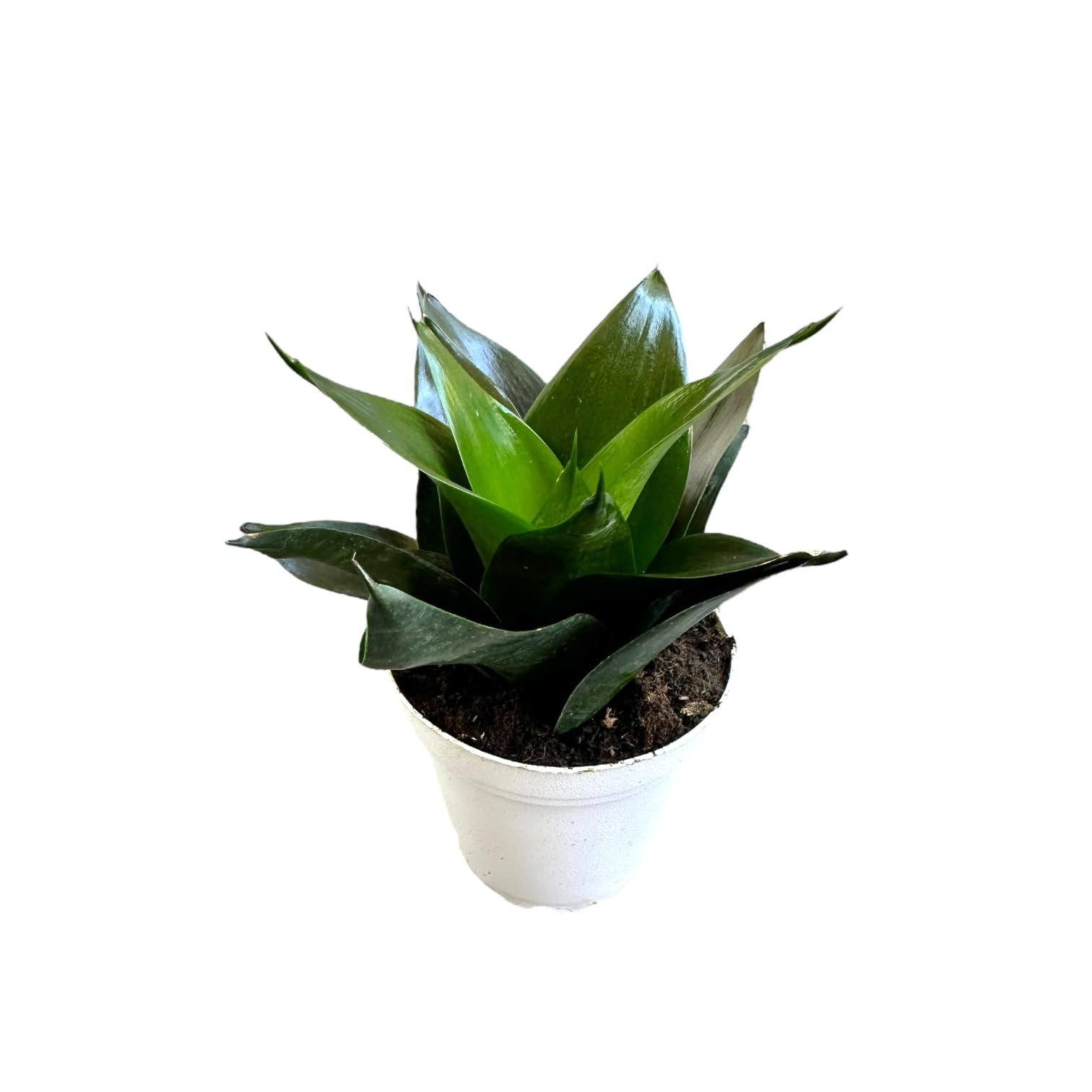 red white lily Lilium 'Casa Blanca' (Oriental Hardy Lily) – Perennial Farm Marketplace main image 1