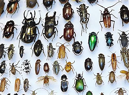 BicBugs Mixed lot Assorted Beetles Bugs Insects Choose Quantity (1)