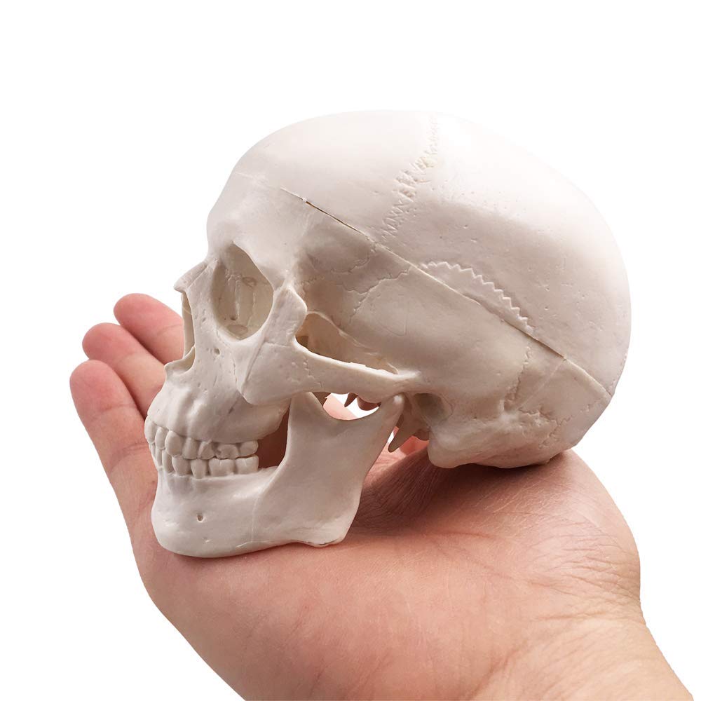 Miniatur-Schädelmodell, menschlicher medizinischer Schädelknochen, anatomisches Modell, kleine Größe, Schädelknochen eines Erwachsenen für den Bildungsbereich