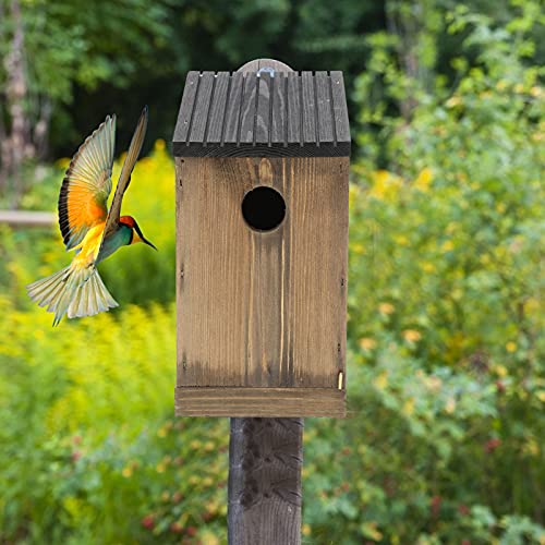 Nichoir pour oiseaux bleus haut de gamme en pin avec aération - 3