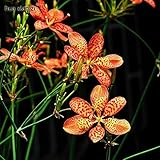 10 semillas de rizoma de zarzamora semillas de flores de bonsái en maceta plantas de medicina tradicional china para el jardín de su casa