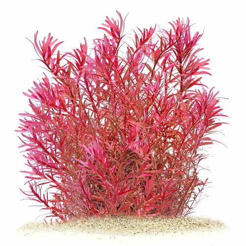Rotala rotundifolia 'Singapore Blood Red' in vitro XL - 8,5cm Bechergröße - Hintergrund Wasserpflanzen für Aquarien