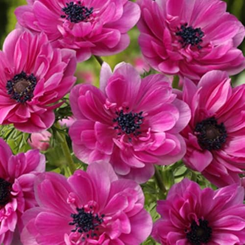 アネモネ 【 八重咲き 桃 】 球根 25ml ピンク 秋植え プランター栽培 花壇 花の大和のサムネイル