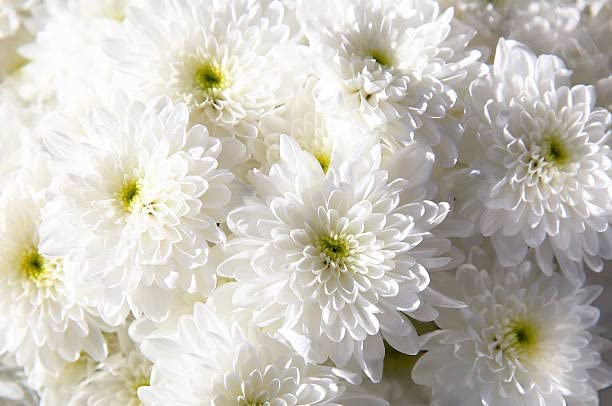 See full amazon price history chart for SRI SAI FORESTRY - White Chrysanthemum Flower Seeds, Sevanti, White Shevanti Flower Color Seed Ornamental Plant Flower Seed for Home Garden Terrace Apartments Balcony Pack of 100 SRI SAI FORESTRY - White Chrysanthemum Flower Seeds, Sevanti, White Shevanti Flower Color Seed Ornamental Plant Flower Seed for Home Garden Terrace Apartments Balcony Pack of 100 (B0CMMBZJ94) Amazon Price History, Amazon Price Tracker