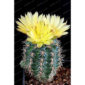 Bloom Green Co. 100pcs / Pack Rare Cactus Bonsai Rare carnosa della pianta dei Bonsai Piante Bonsai per la casa Garden di New Fresh Bonsai Protezione dalle Radiazioni: 11
