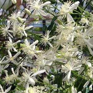 Amazon 宿根草 原種系 フラミュラ系 クレマチス 仙人草 センニンソウ 花 Amazon 宿根草 原種系 フラミュラ系 クレマチス 仙人草 センニンソウ 花