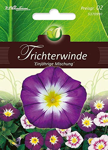 Convolvulus tricolour funnel winch, Mg.