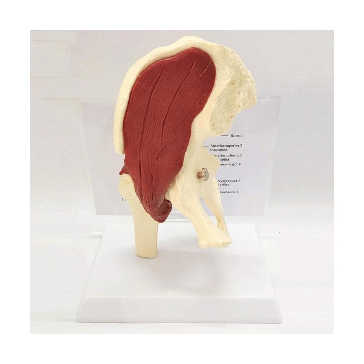 YNIYUJKL Anatomy Model The Hip Joint Model With Metal Stand Of Human Muscle Medical