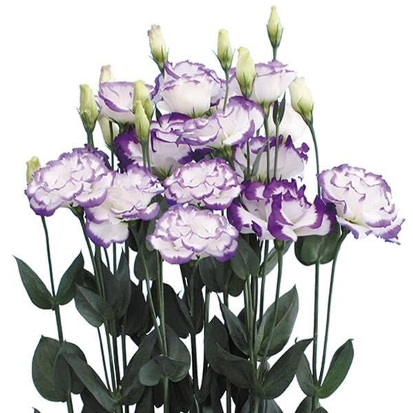 Amazon.co.jp: 種 花たね トルコキキョウ F1ソリールブルーサウンズ 1