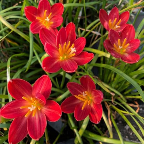 Image of Rain Lily (Zephyranthes) Bulbs by Korrel Seeds - Vibrant Flower Bulbs for Garden & Outdoor Planting - Ideal for Rainy Season Bloom (50, Red)