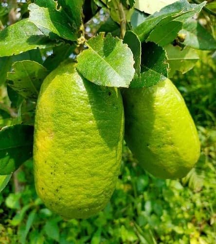 See full amazon price history chart for Greenursery Gandharaj Lemon Fruit Plant (Also Called the Kaffir Lime, Makrut or Mauritius Papeda) Live with Black Plastic Pot Greenursery Gandharaj Lemon Fruit Plant (Also Called the Kaffir Lime, Makrut or Mauritius Papeda) Live with Black Plastic Pot (B0CRH7ZJF1) Amazon Price History, Amazon Price Tracker
