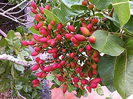 See full amazon price history chart for Plants Point Fruit Live Plant - Delicious Fruit Plant From Kerala" PISTA" Pistachio Fruit Plant- 1.5 Feet Plants Point Fruit Live Plant - Delicious Fruit Plant From Kerala" PISTA" Pistachio Fruit Plant- 1.5 Feet (B07LC74H4S) Amazon Price History, Amazon Price Tracker