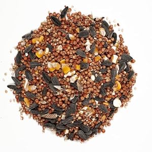 Wagners 53002 Farmers Delight Wild Bird Food with Cherry Flavor 10 Pound Bag