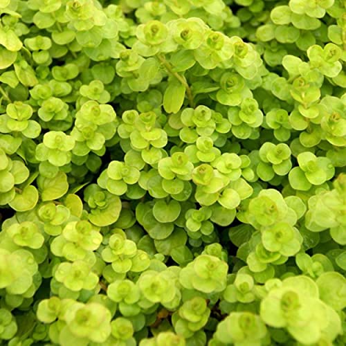 Chalily Creeping Jenny Golden a Great Live Pond Plant for Your Water Garden. Filters koi and Goldfish Ponds. Good for Bogs Plant Shelf or Shallow Water This marginal Aquatic is a Real Beauty