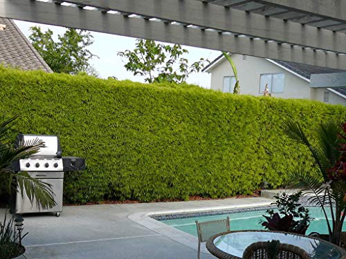 Podocarpus Macrophyllus - 12 Live Plants - 4" Pots Japanese Yew Live Plants Evergreen Privacy Hedge #TOP1