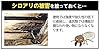 イカリ消毒 シロアリ駆除 土壌処理 1年持続 換気口から噴射して家を守る ムシクリン シロアリ床下用エアゾール480ml #2