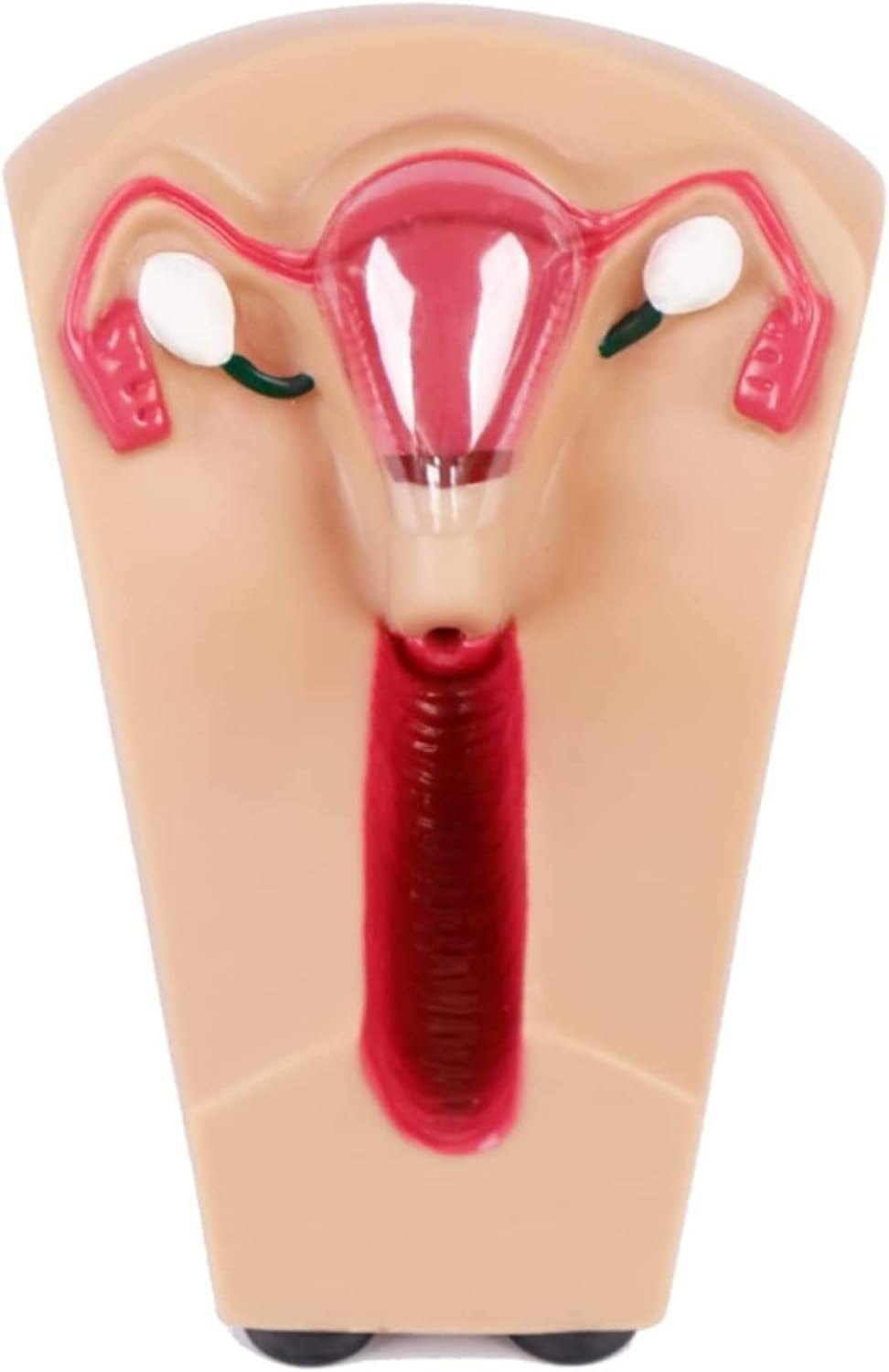 Modello di Guida alla contraccezione, Modello di Formazione e contraccezione intrauterina Femminile, Modello di Formazione Pratica per Studenti Infermieri