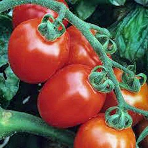 Petsdelite ® Tomato, Italian Roma, Heirloom, Organic 100 Seeds, Delicious Red Tasty Fruit Cover
