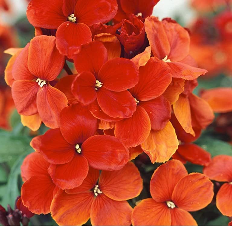 Wallflowers - Bareroot - Self Colours - Varieties (10, Scarlet Emperor)