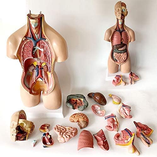 55 Cm Two-Sex Torso Human Torso Model Removable Human Organs Model Body Model 19 Separable Parts