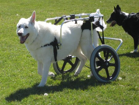 Best Friend Mobility Large Dog Wheelchair