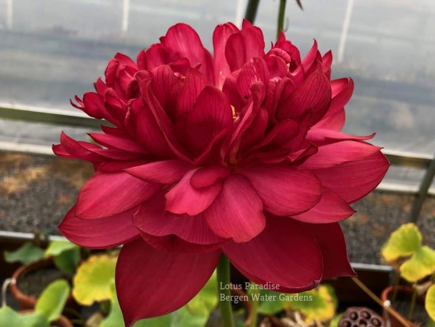 DIARAA All-Season Organic Hybrid Kaveri Lotus Live Plant – Large Blooming Water Lily Tuber Root | Original Variety | Assured Flowering Within 35 Days | Perfect for Indoor & Outdoor Water Gardens