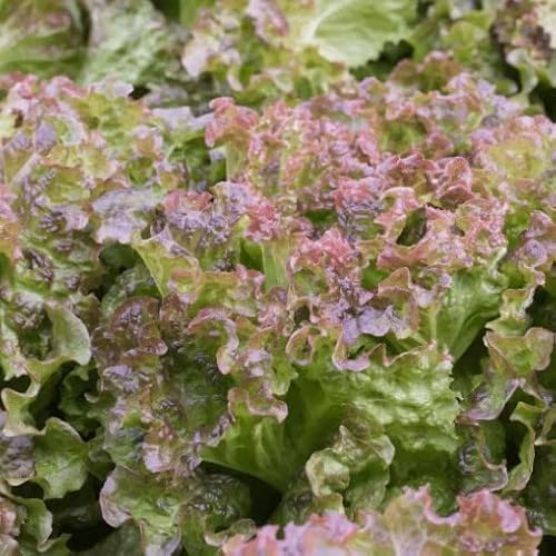 Semillas de Lechuga Hoja de Roble Natural para Sembrar en Casa