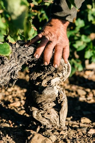 Paul Chambois - Champagne Premier Cru AOC Brut (1 x 0,75 L)