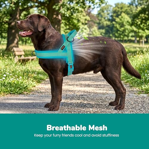 Image of Didog No Pull Dog Harness for Large Dogs, Breathable Mesh Padded, Green, L