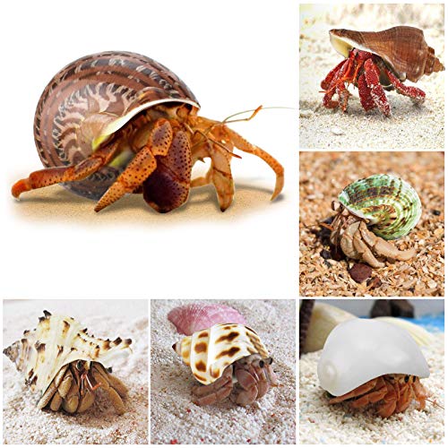 KATUMO Hermit Crab Shells, 9 Types Small Medium Natural Growth Turbo Seashells 0.6-2.5'' Various Opening Size for Hermit… - Image 5