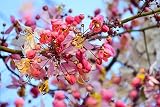 5 Pink Shower Tree Cassia Javanica aka Rainbow Shower & Apple Blossom Tree Two Tone Pink, White, Yellow Flower Seeds