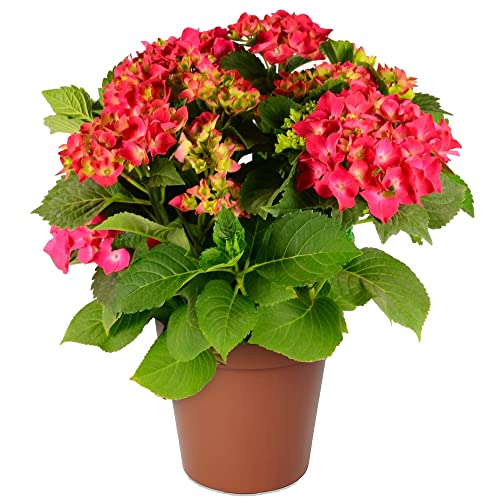 Hydrangea Garden Shrub Collection | Deciduous Vibrant Potted Plants | 30-50cm (Red)