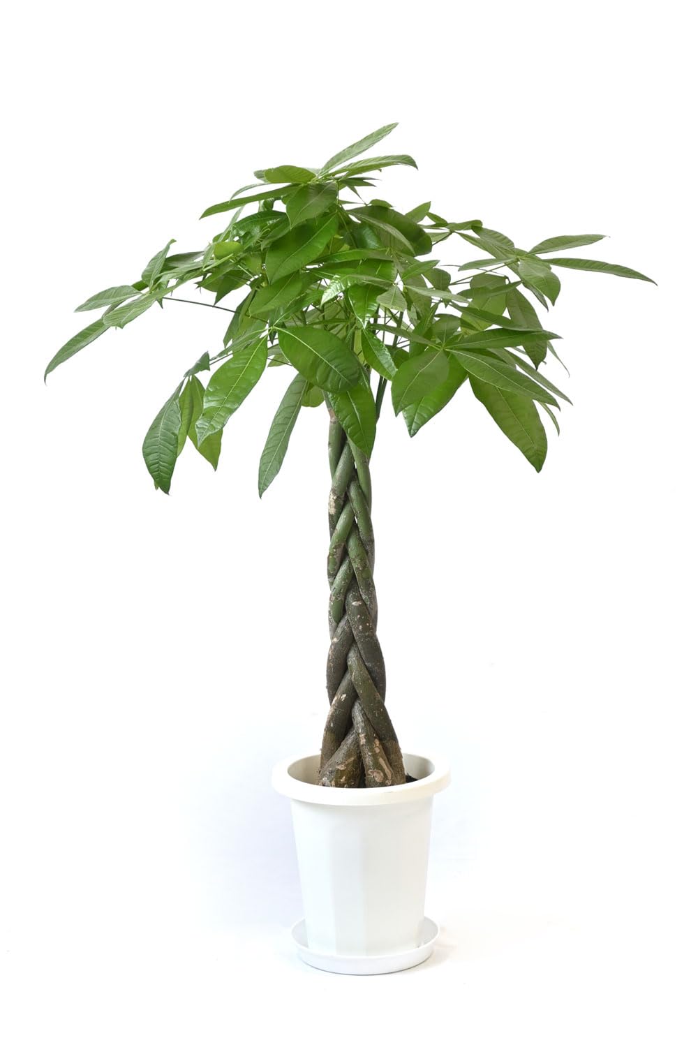 Amazon｜観葉植物 本物 パキラ 8号鉢｜観葉植物 オンライン通販