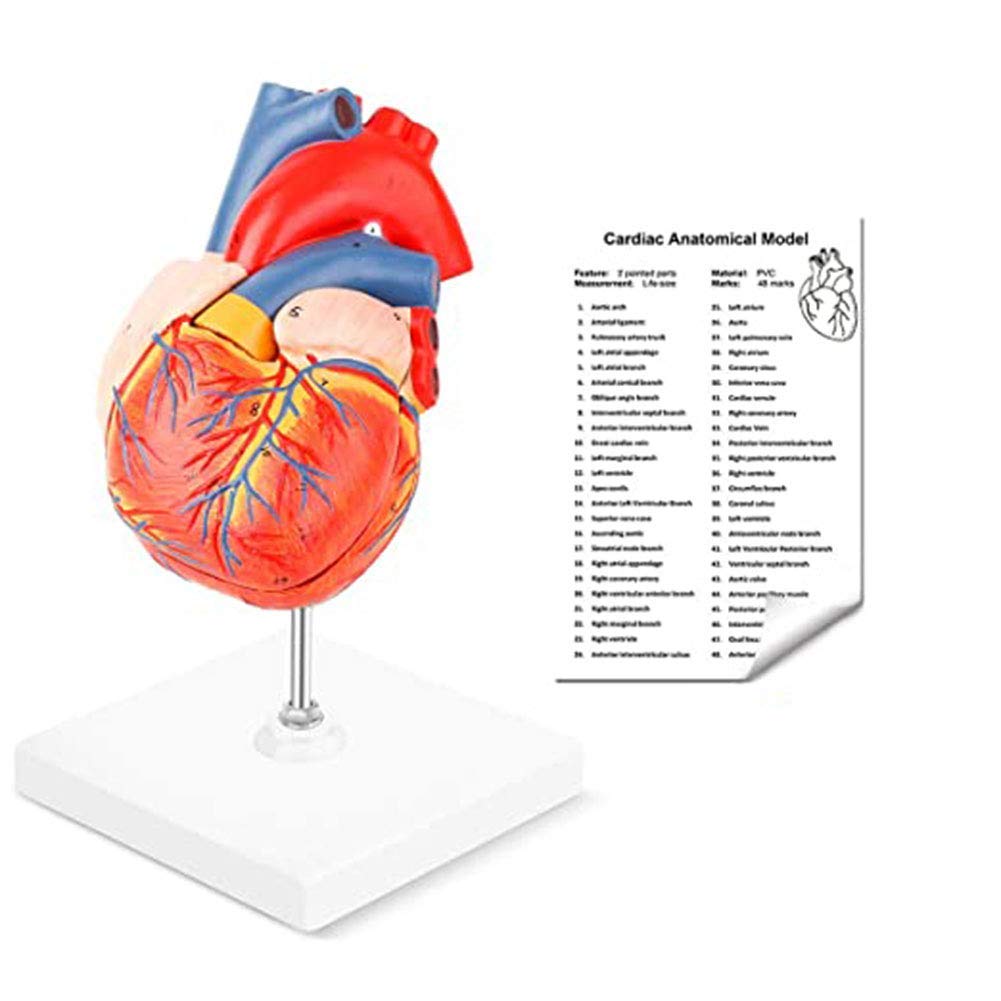 Modello Anatomico del Cuore Umano Naturale di Grandi Dimensioni - 34 Segni - Rapporto Normale - Comunicazione Medico-Paziente - Apprendimento Educativo