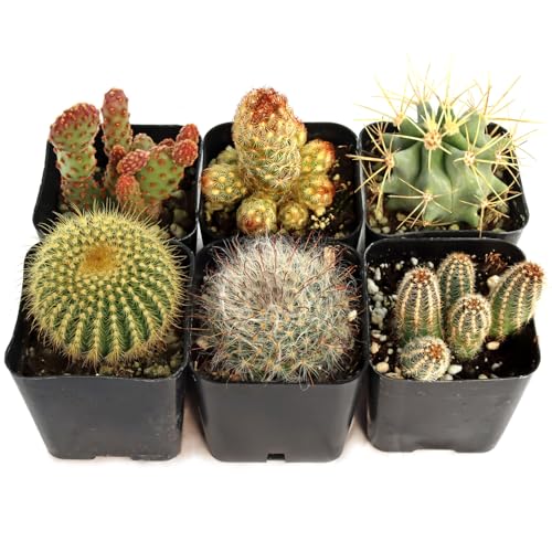 Mountain Crest Gardens Cactus Variety Pack - 6 Live Plants in Unique Shapes, Rooted in 2 Inch Pots - Real Indoor/Outdoor Cacti for Home Décor, Gifts & DIY Arrangements