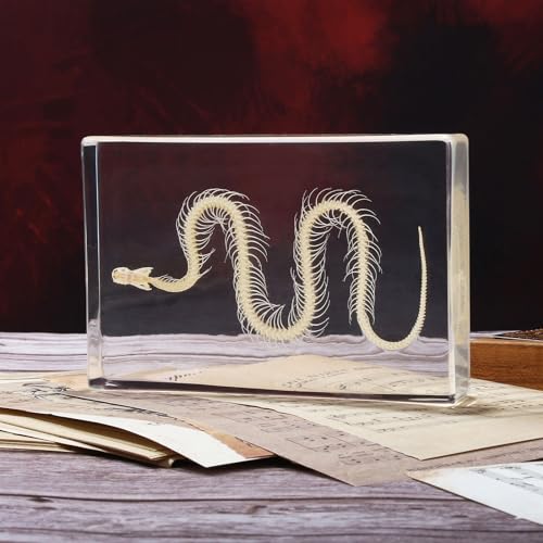 Taxidermy Snake Skeleton Insect in Resin, Real Snake Skeleton Spe...