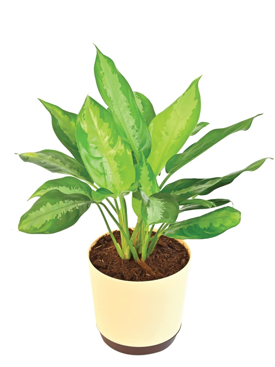 UGAOO Aglaonema Manila Beauty Natural Live Indoor Plant with Pot - Large (B09PF43DGY) Amazon Price History, Amazon Price Tracker