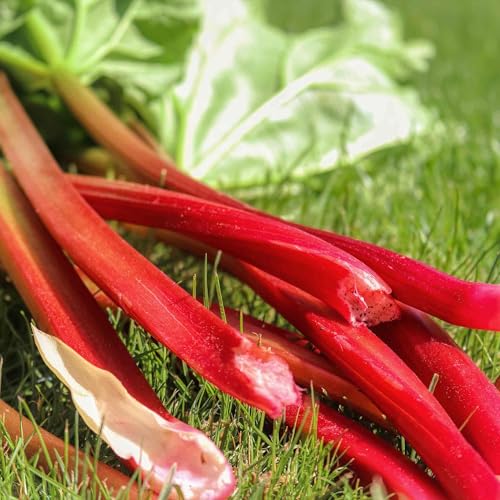 Marshalls Garden Rhubarb Raspberry Red - Early Super-Sweet High-Yield Perennial 1 Crown