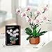 Bilinott Orchid Flower Building Blocks Set, Fake Indoor Flowers Building Set for Home, Kitchen, Desk Decoration, for Adults Ages 18+