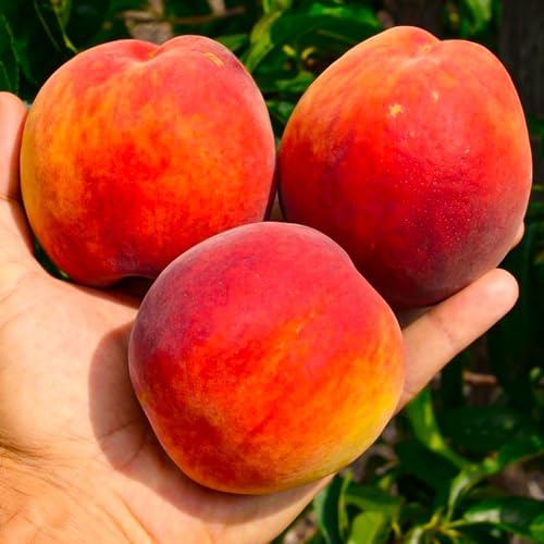 Pfirsichbaum Inka Obstbaum 80-140 cm, Aromatische Süße Früchte, Winterharter, Wurzelnackte Obstbaume, Pfirsich, Prunus Persica, Mehrjährig, Ideal für Garten & Obstwiese