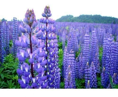 Tree Seeds Online - Lupin Perrenis. Blue Perennial Lupin 50 Seeds - 5 Packs