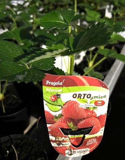 Fragola rifiorente vu vaso cm 10 in confezione da 5 piante