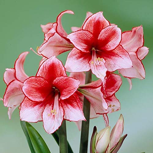 Floriculture Greens Imp. Amaryllis Lily/Belladonna Lily Double Flower Hybrid Bulbs For Home Gardening Planting (White Nymph, Pack Of 25 Bulbs)