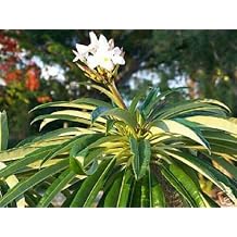 Pachypodium Lamerei, Madagascar Palm Rare Succulents Cactus Caudex Seed jocad 50 Seeds
