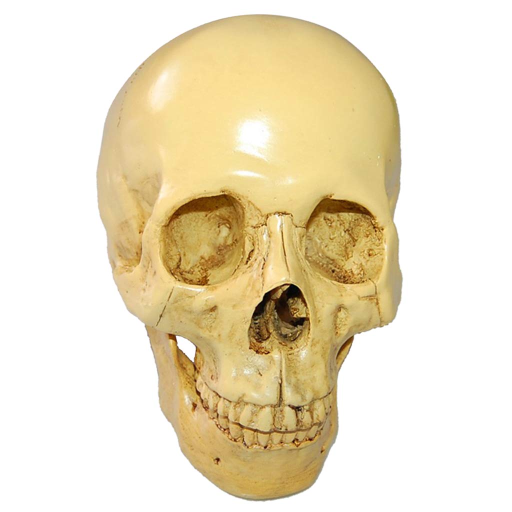 1:1 Realista Replica Cráneo Resina Cráneo Esqueleto Cabeza Modelo