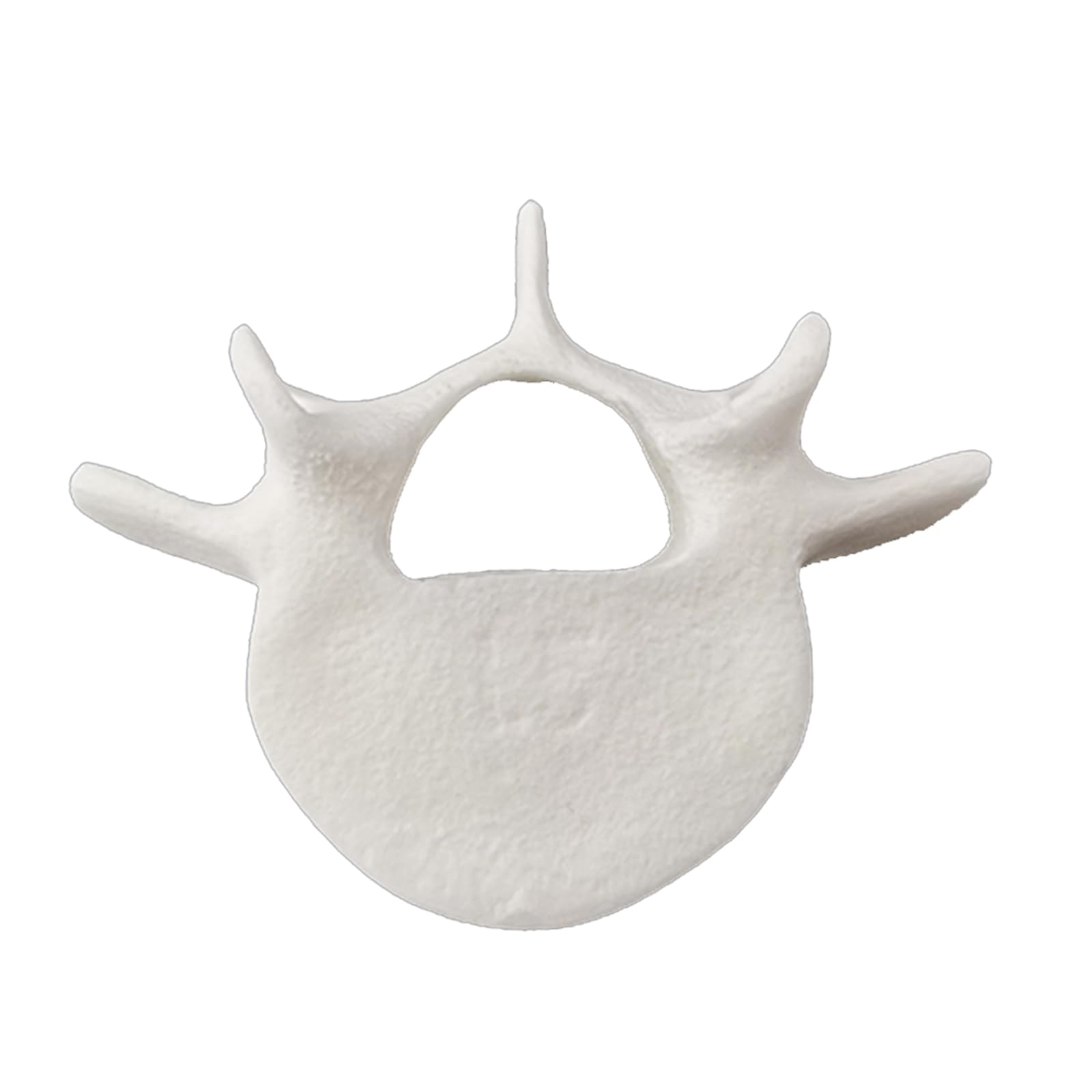 YRQMGSF Spine Lumbar Spine Model Human Anatomical Single Vertebrae Lumbar Spine Model for Teaching & Learning,White,8cm