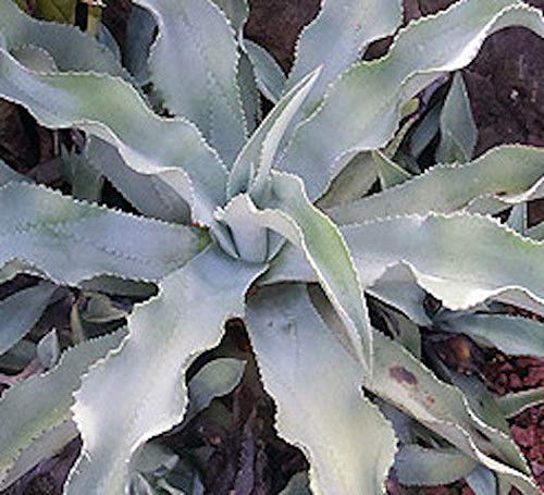Agave Pablocarilloi cm. 9/10 In iegated- In Ariocarpus Adromischus