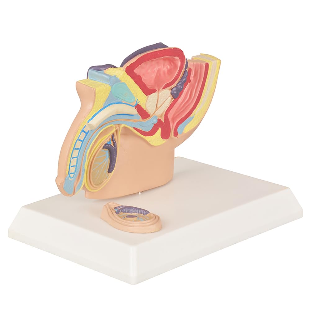 YRQMGSF Urinary Bladder System Model Human Male Reproductive Organ Model for Study Teaching Display